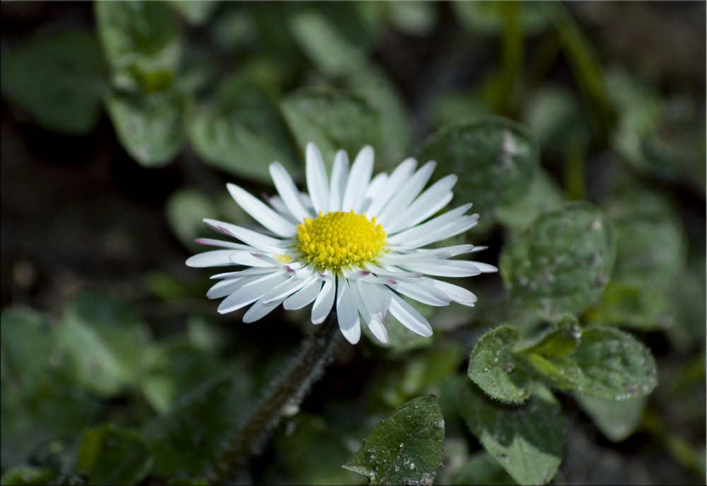 Gänseblümchen -