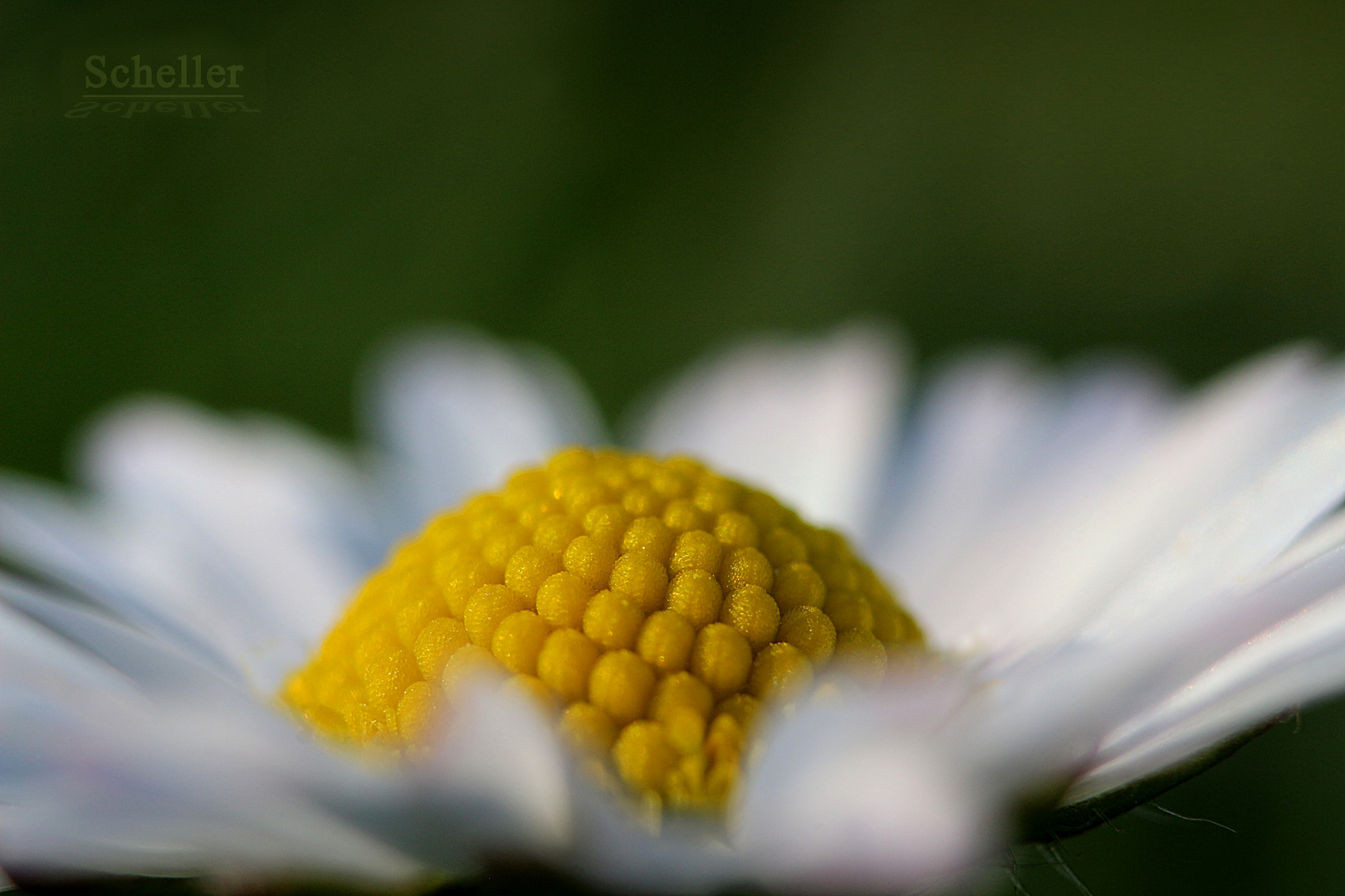 Gänseblümchen