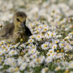 Gänseblümchen