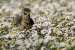 Gänseblümchen