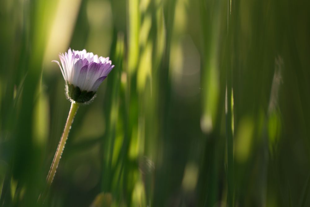 Gänseblümchen