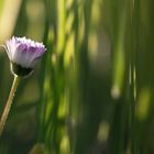 Gänseblümchen