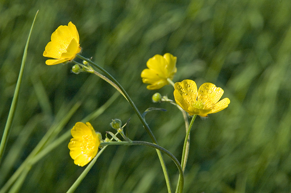 Gänseblümchen