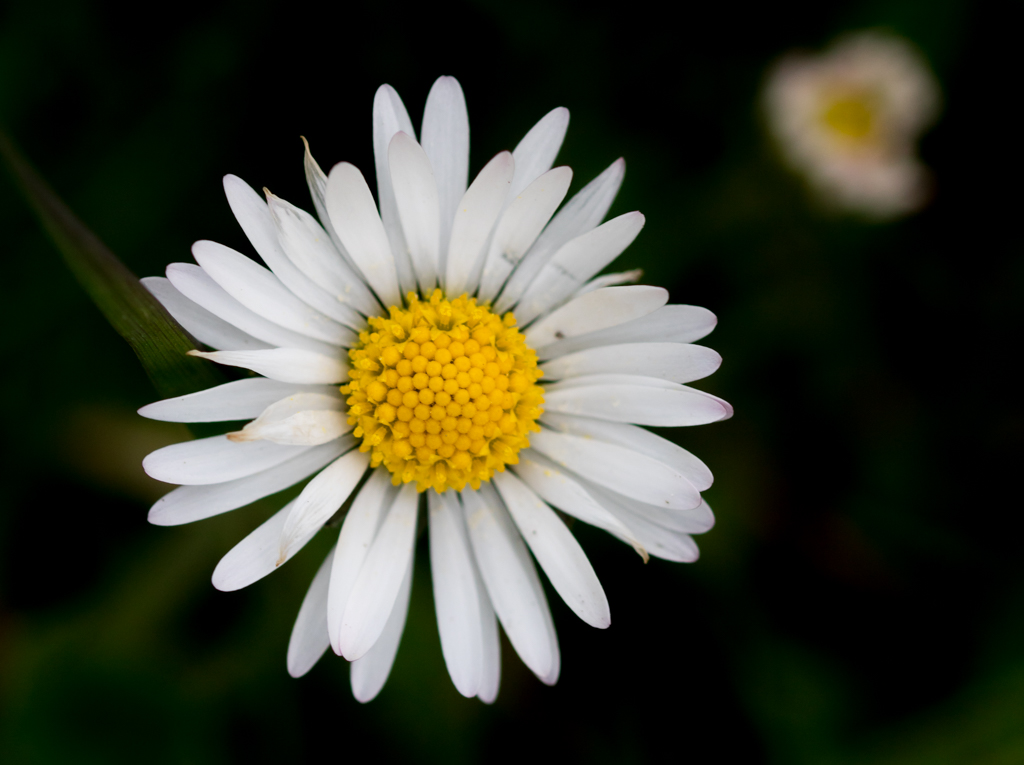 Gänseblümchen