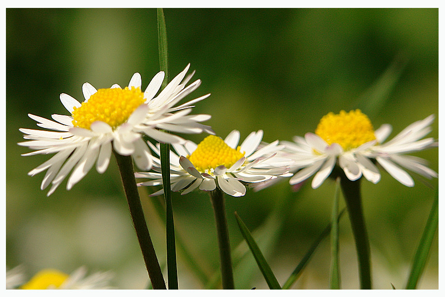 Gänseblümchen