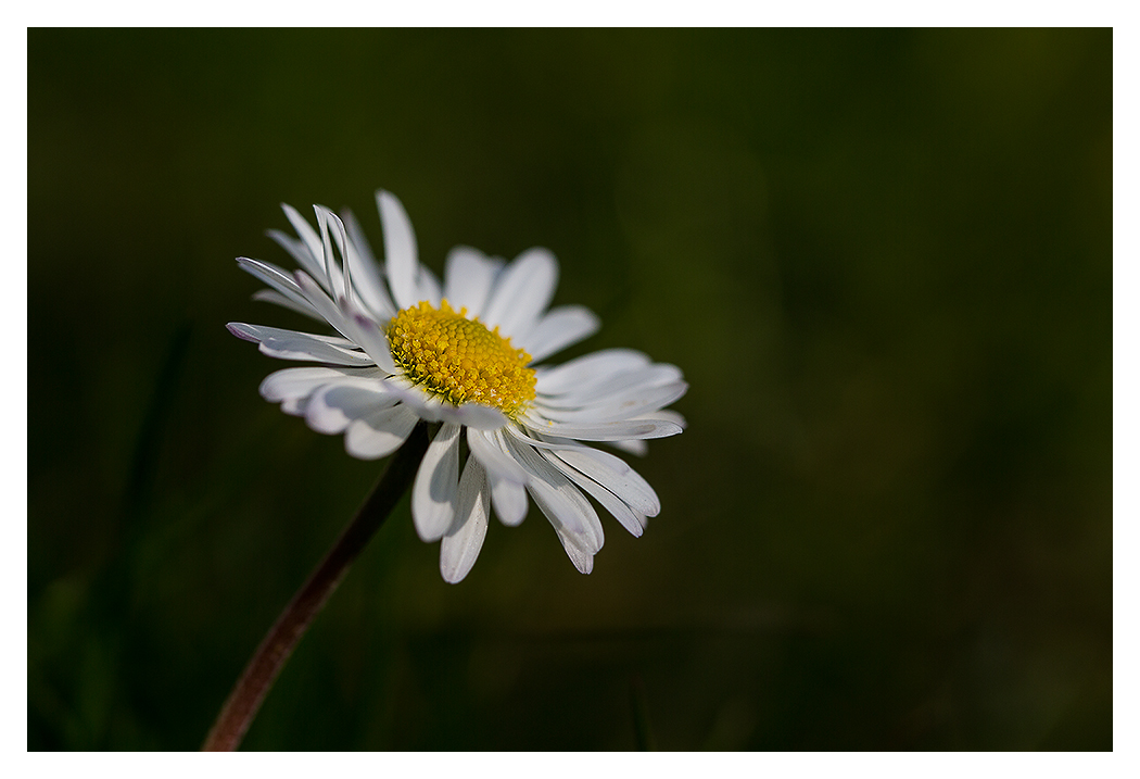 Gänseblümchen