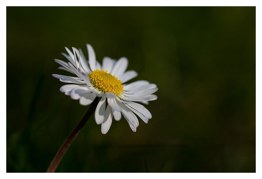 Gänseblümchen