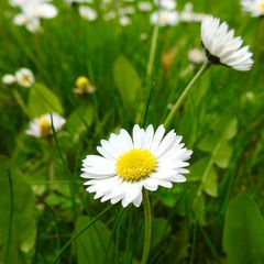 Gänseblümchen ..