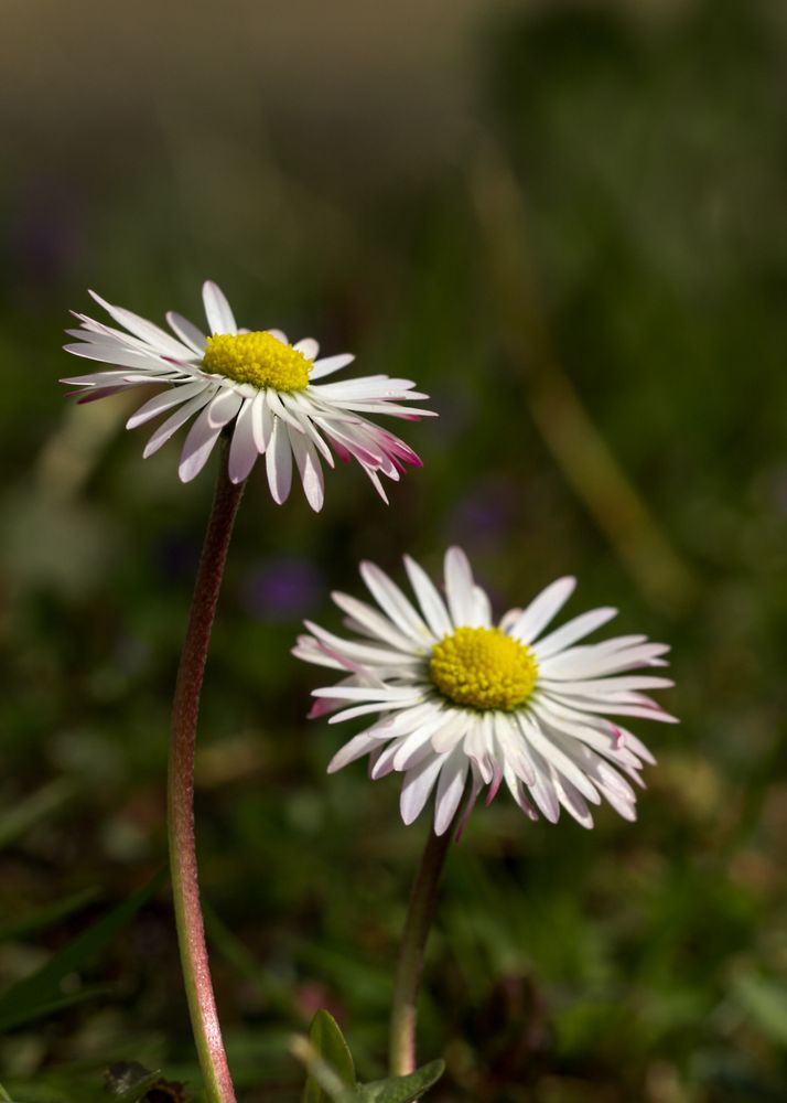 Gänseblümchen