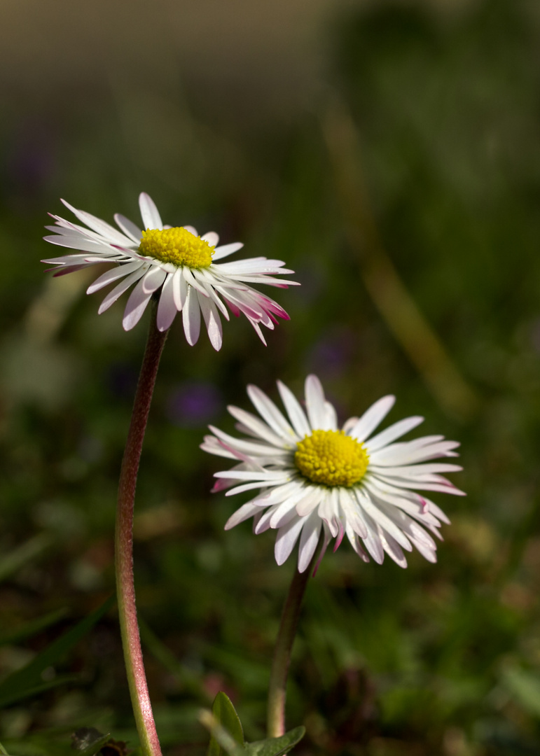 Gänseblümchen