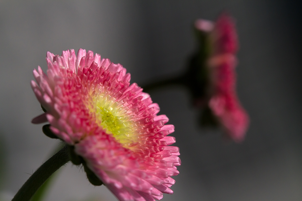 Gänseblümchen