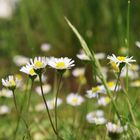 Gänseblümchen.