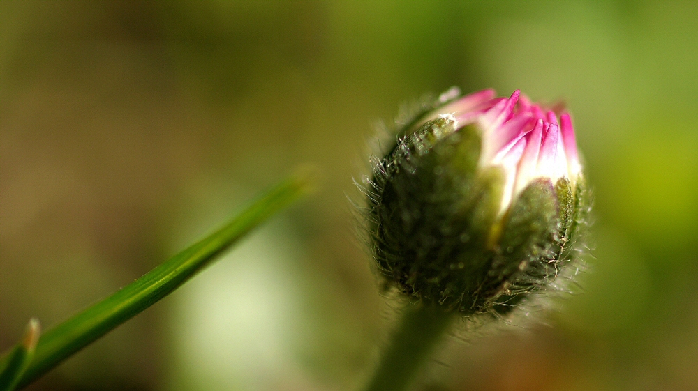 Gänseblümchen