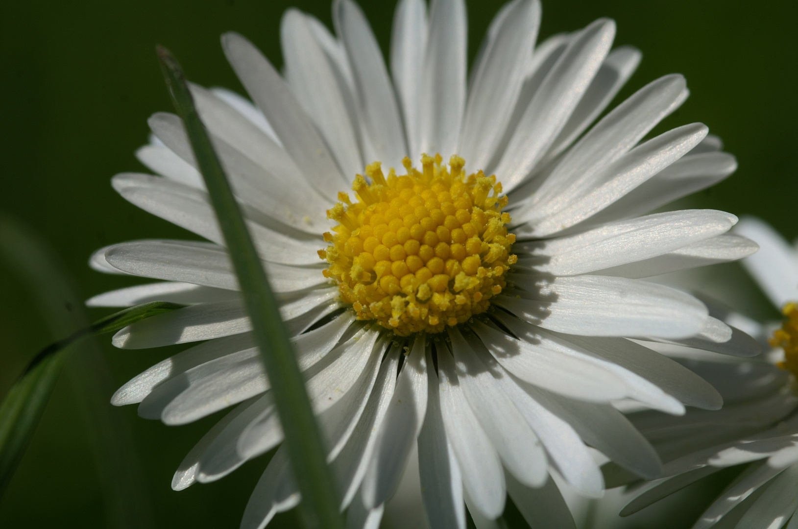 Gänseblümchen