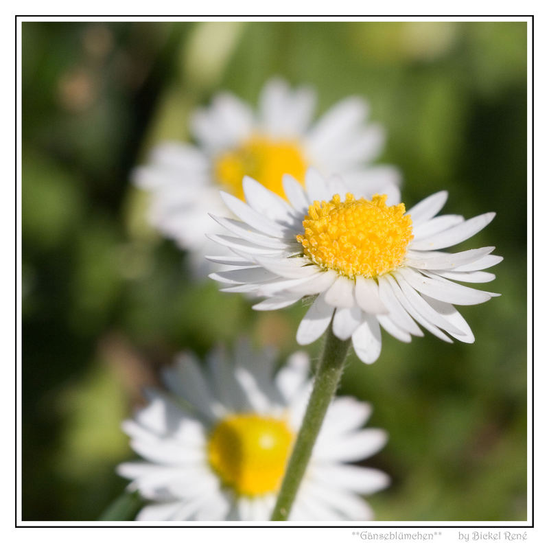 Gänseblümchen das erste...