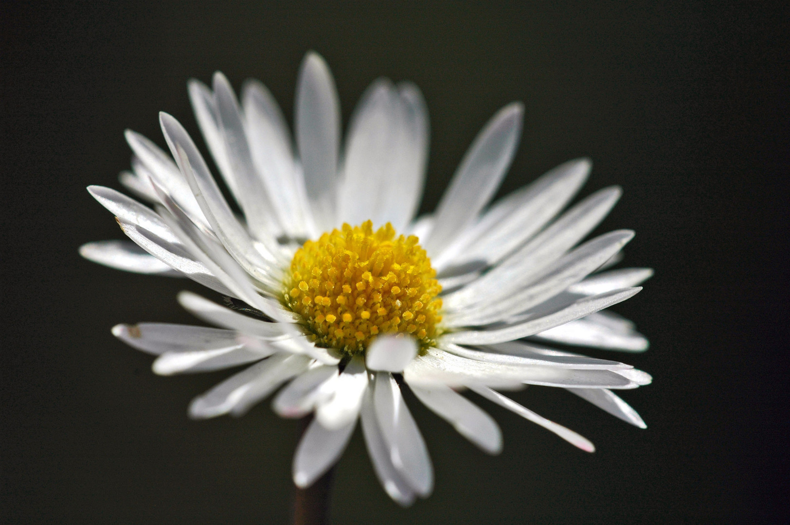 Gänseblümchen das ERSTE