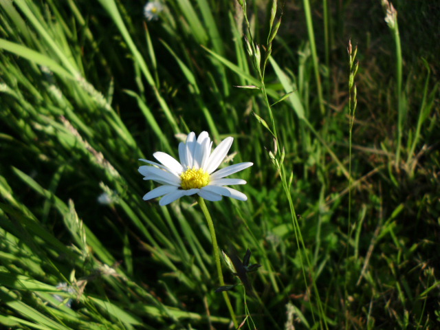 Gänseblümchen das ich fand...