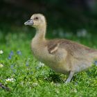 Gänseblümchen