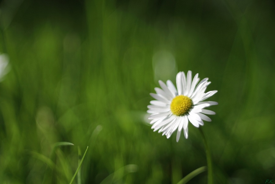 Gänseblümchen