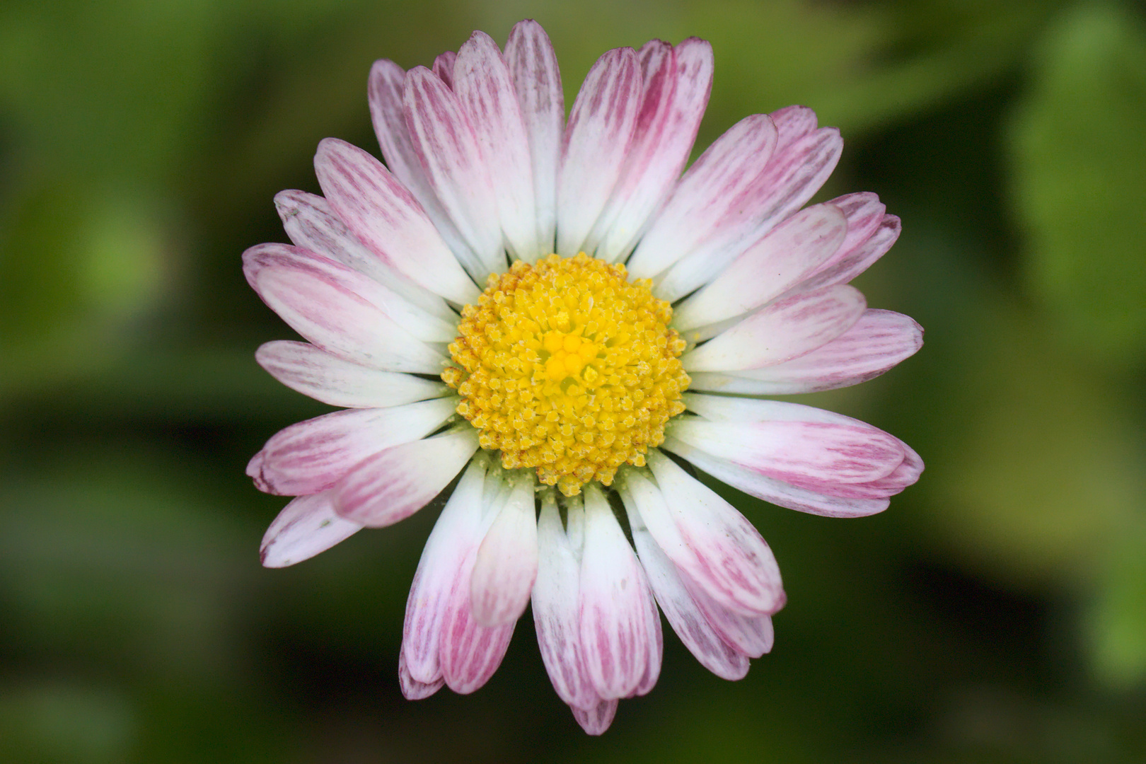 Gänseblümchen