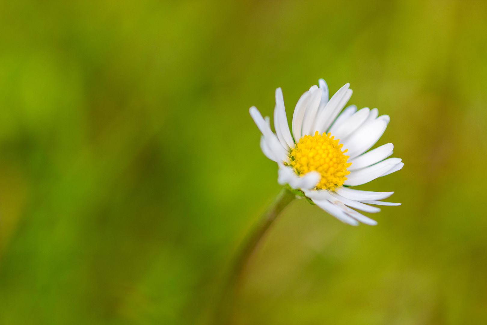 Gänseblümchen