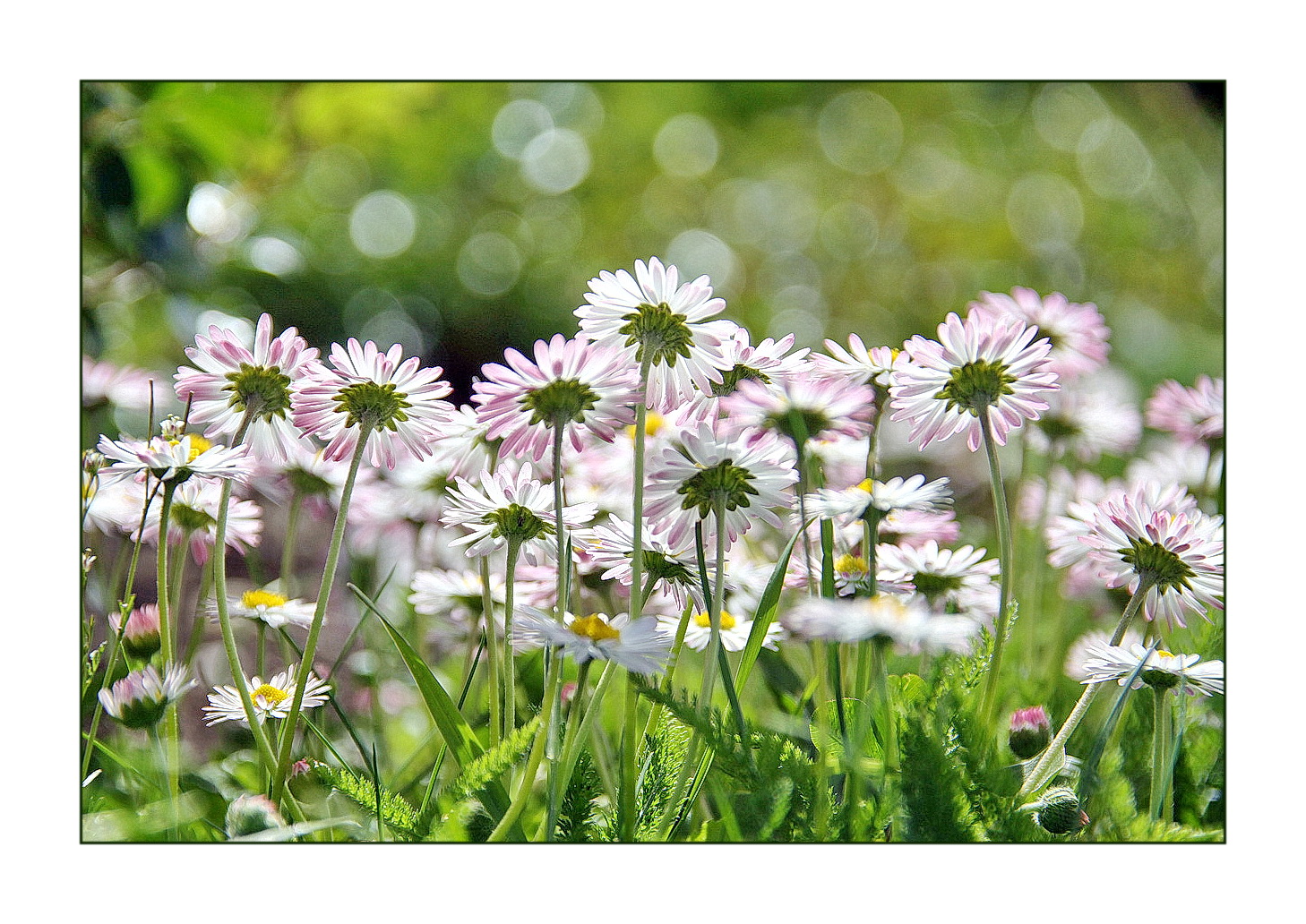 Gänseblümchen