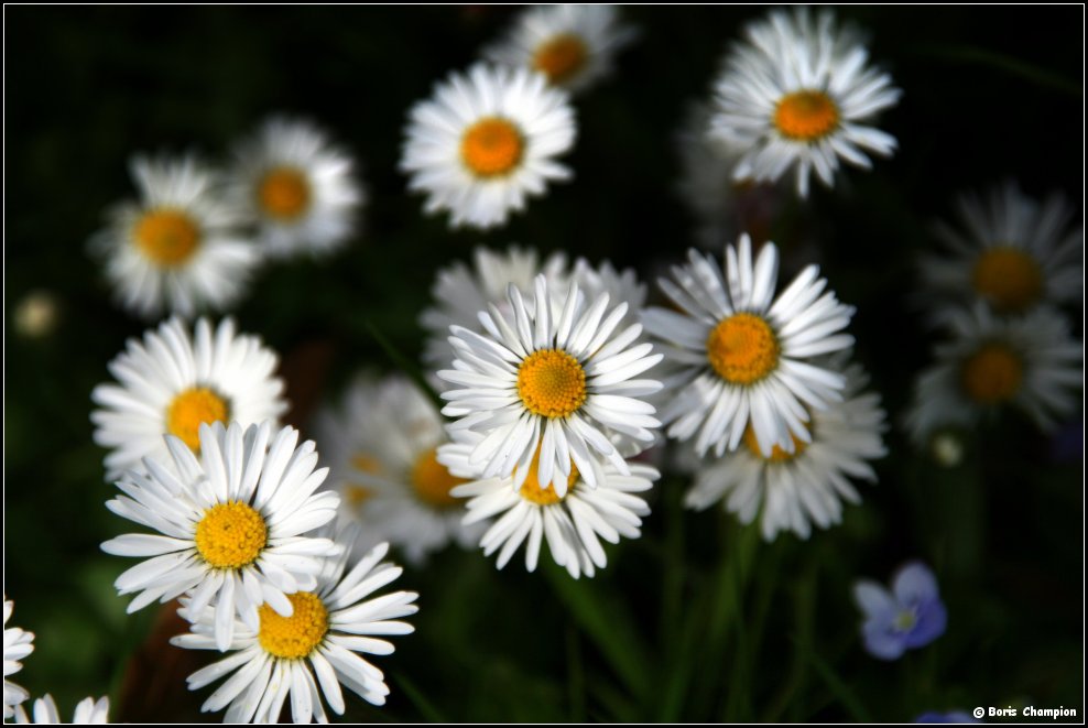 Gänseblümchen