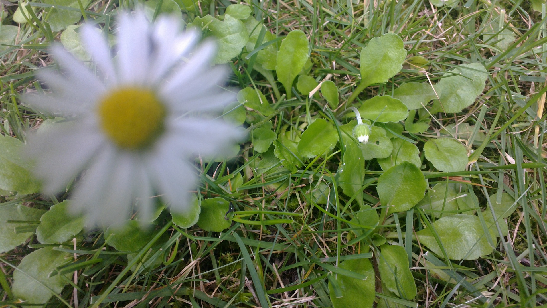 Gänseblümchen