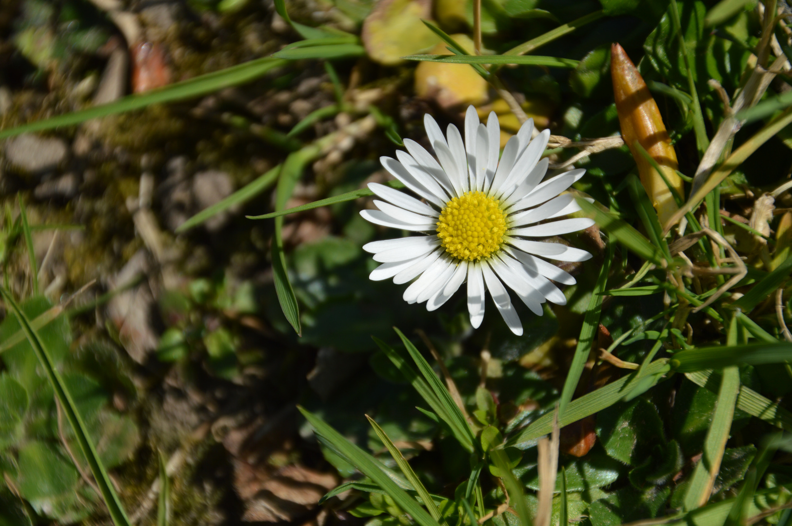 Gänseblümchen