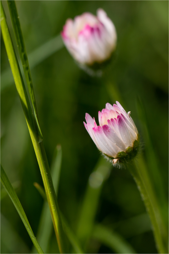 gänseblümchen, deren zwei