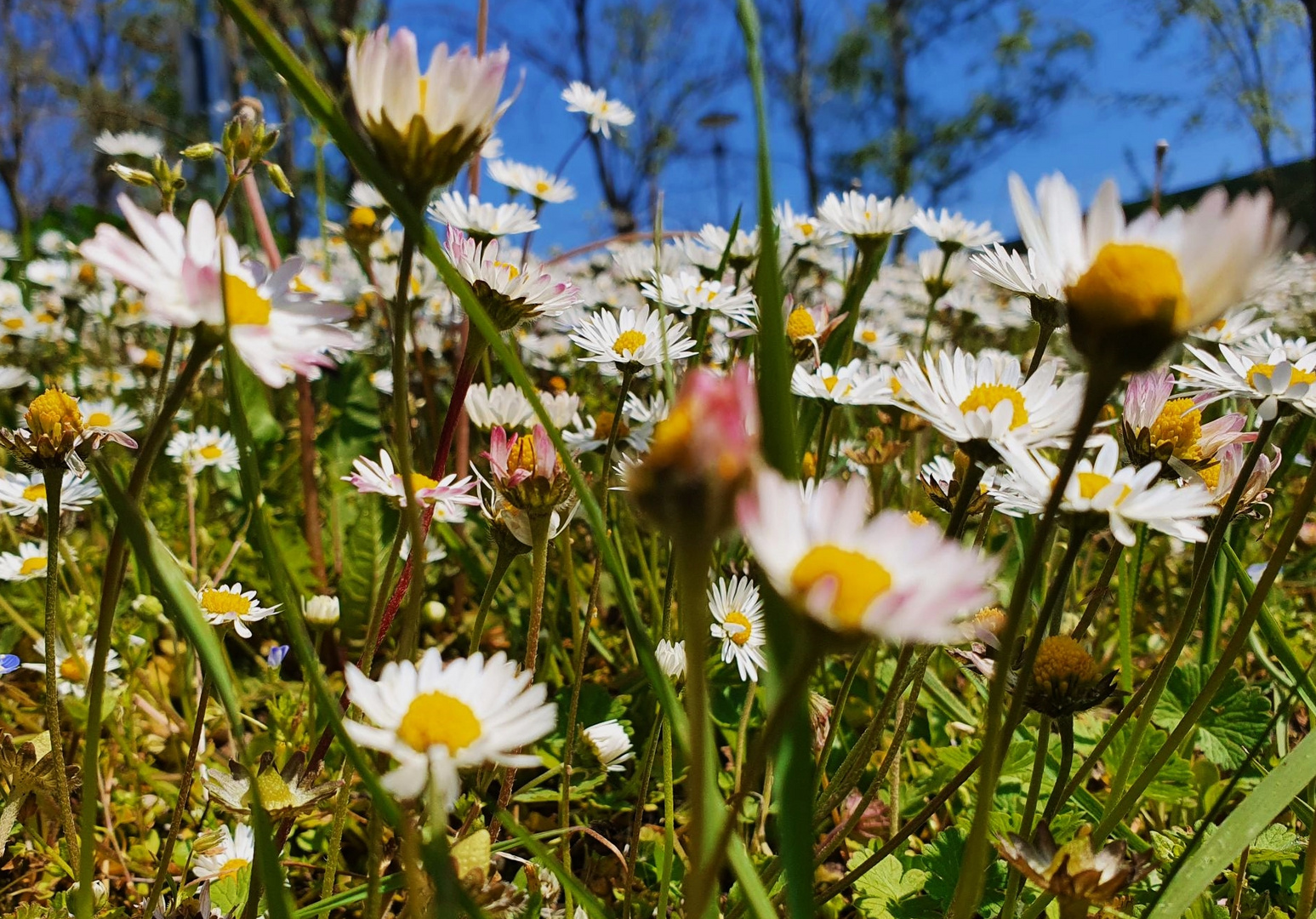 Gänseblümchen, die 2. 