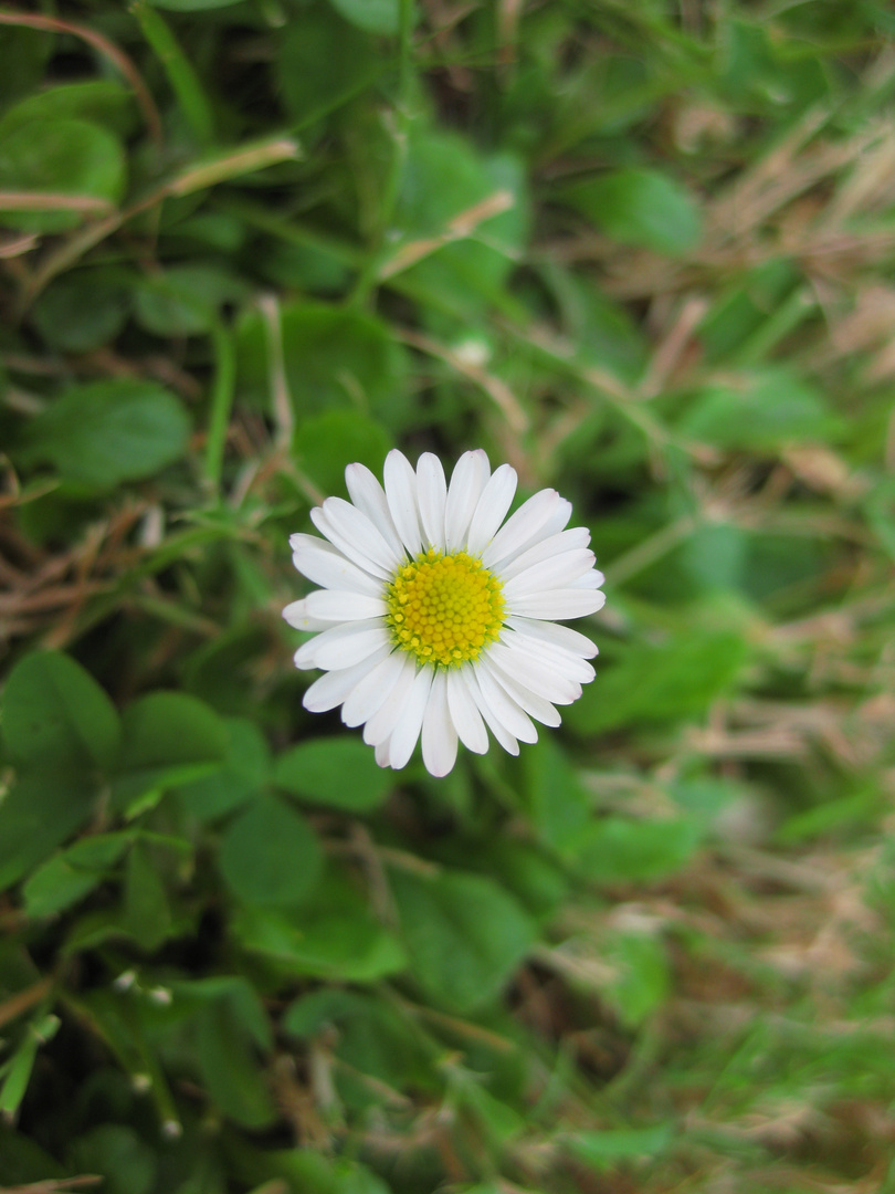 Gänseblümchen - Digital Makro