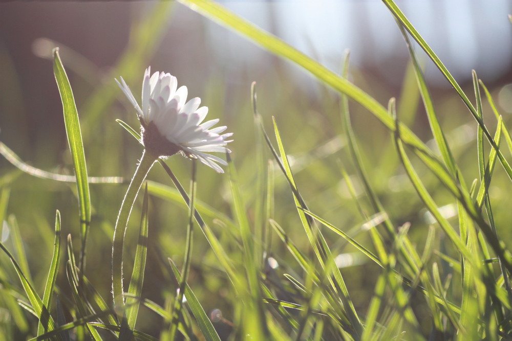 Gänseblümchen direkt gegen die Sonne