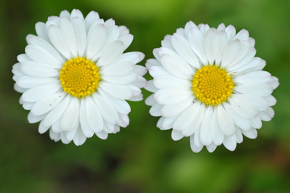 Gänseblümchen: Drauf treten wäre gemein