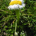 Gänseblümchen, Drillinge