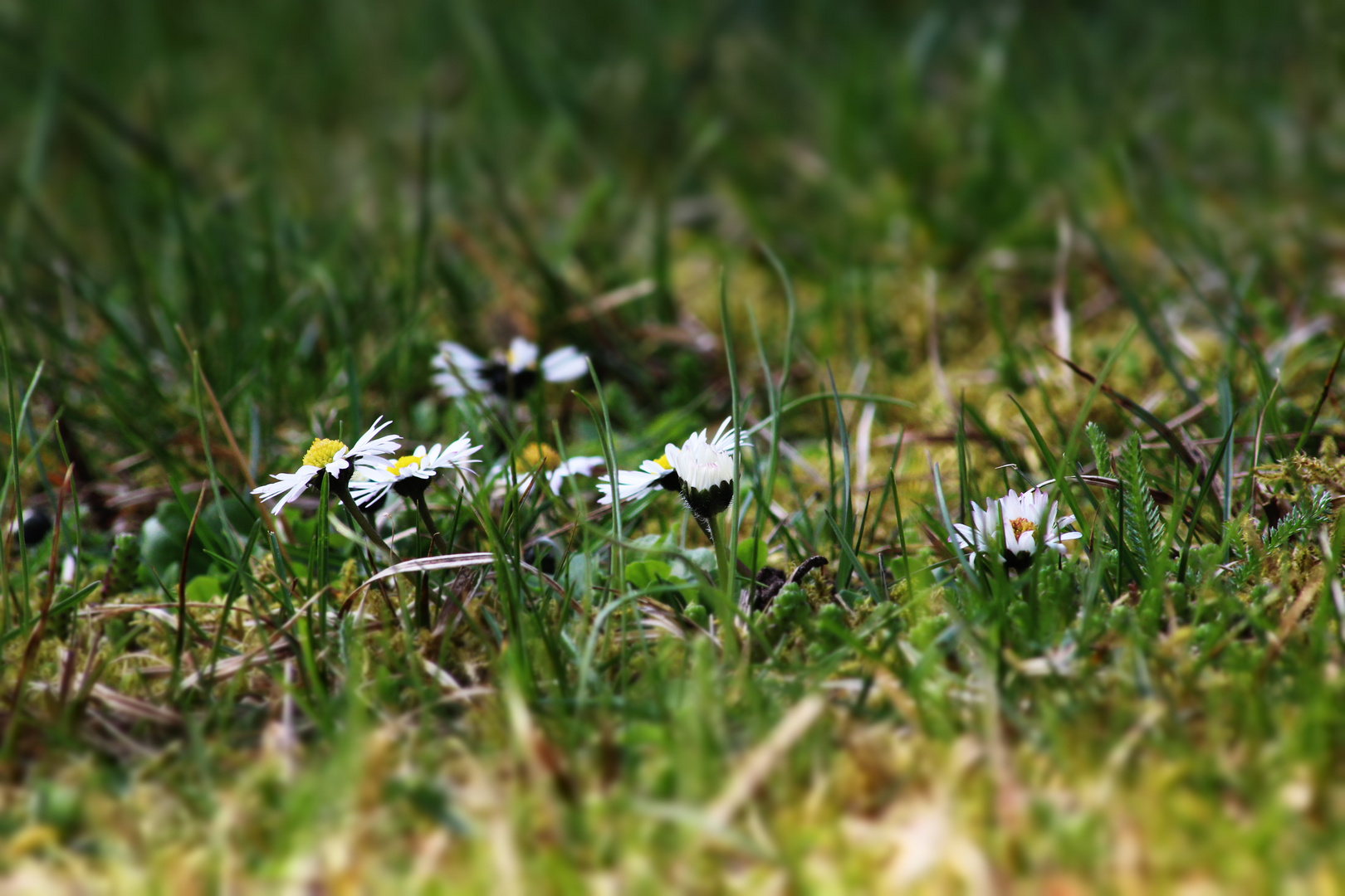 Gänseblümchen- Dschungel