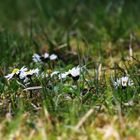 Gänseblümchen- Dschungel