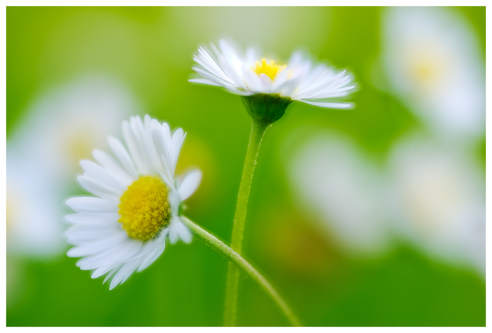 Gänseblümchen Duo