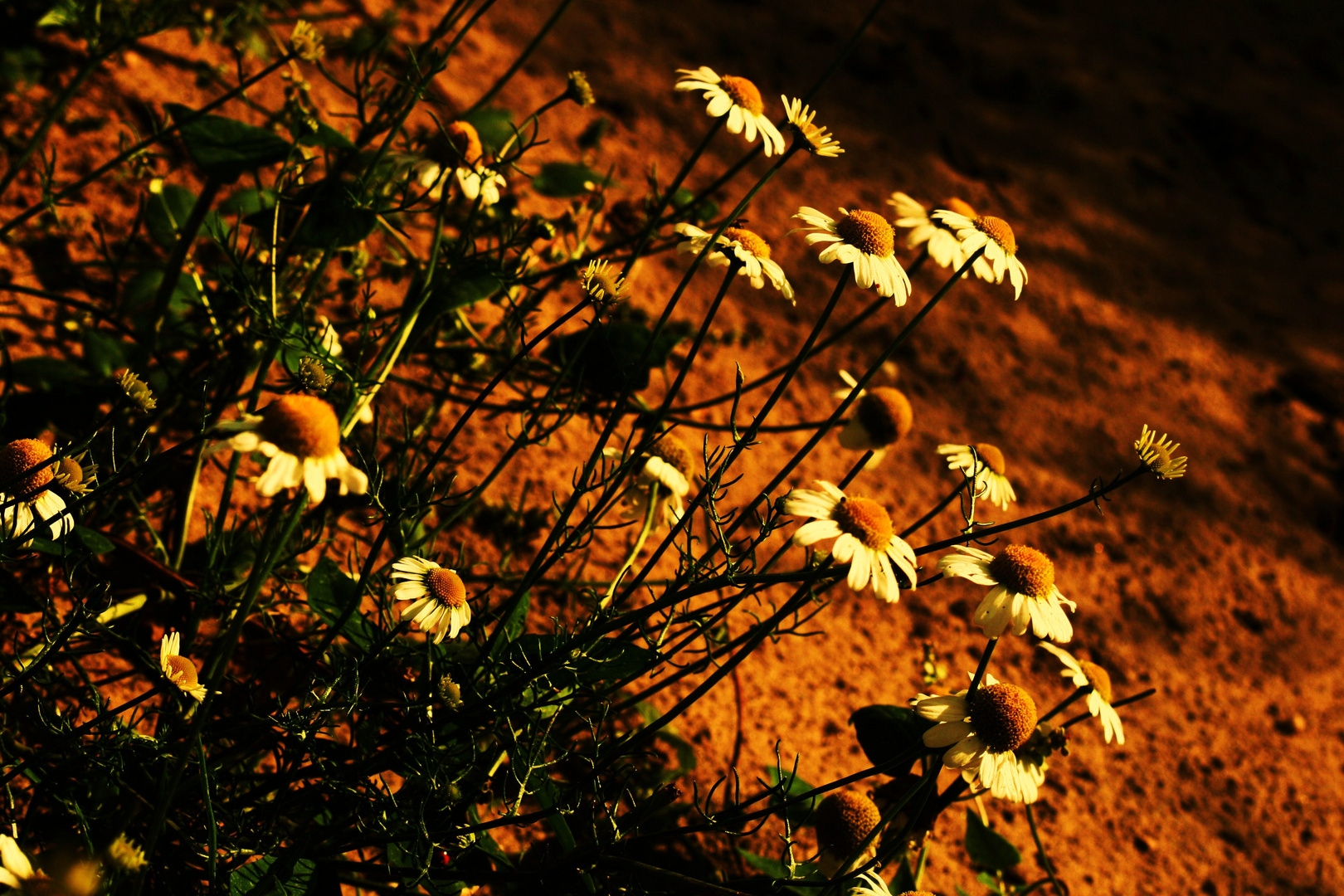 gänseblümchen