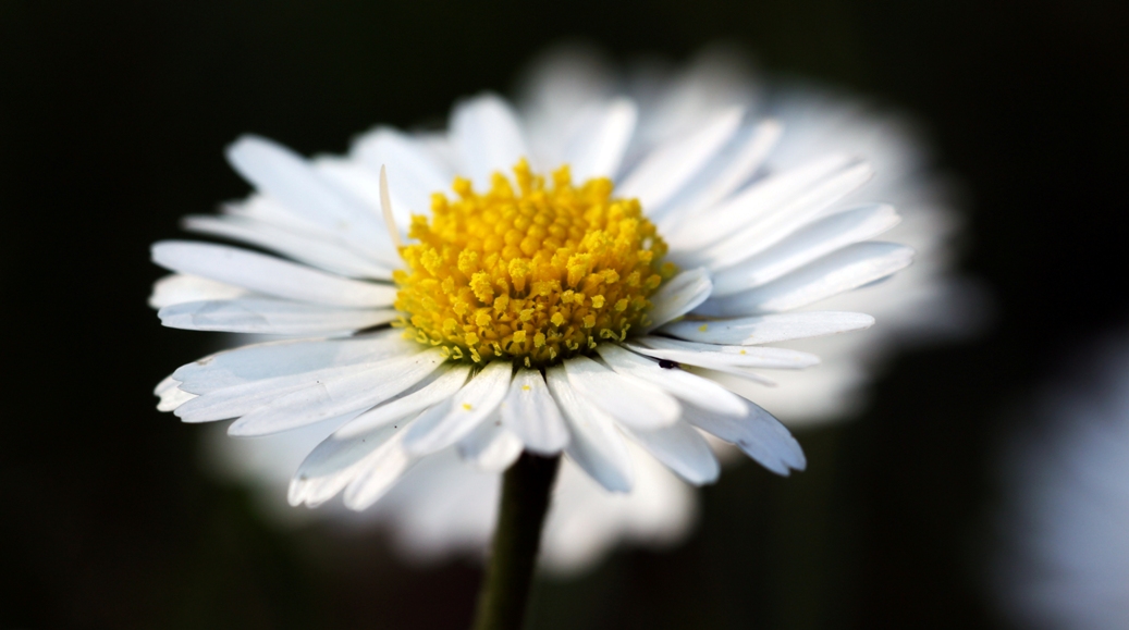 Gänseblümchen