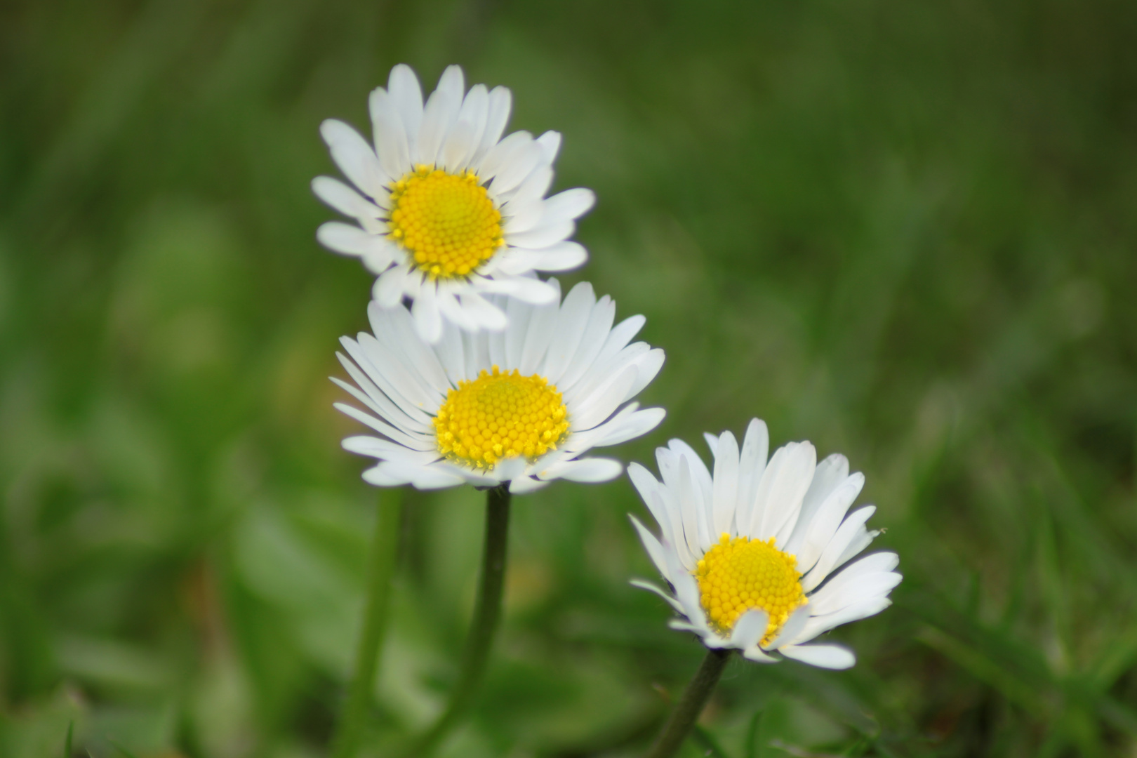 Gänseblümchen