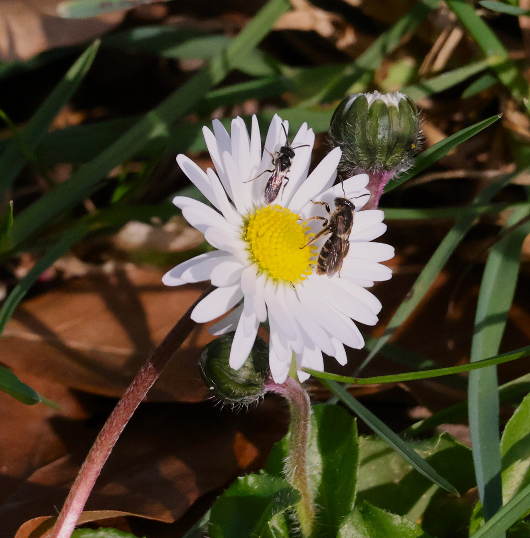 Gänseblümchen