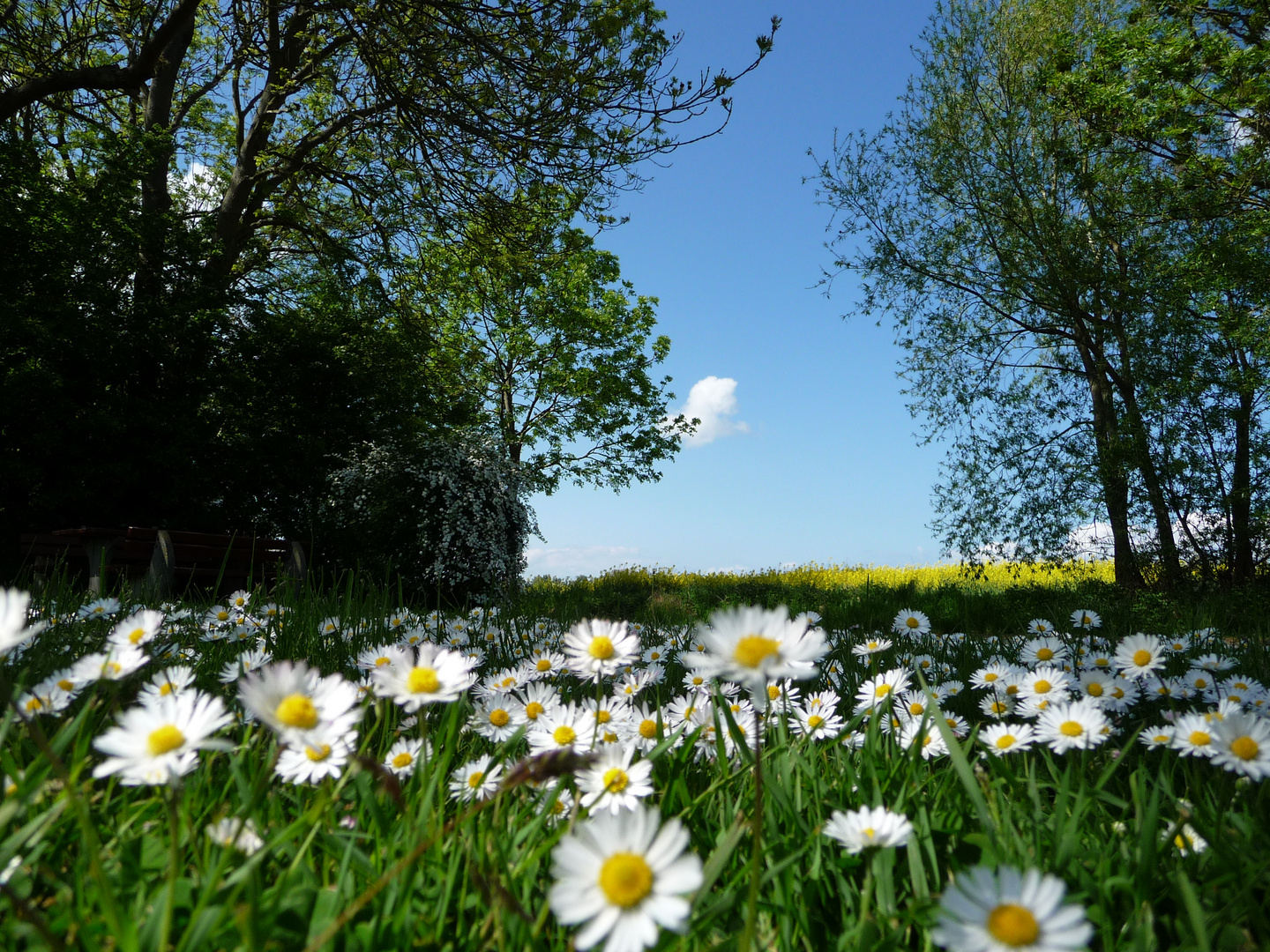 Gänseblümchen