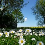 Gänseblümchen