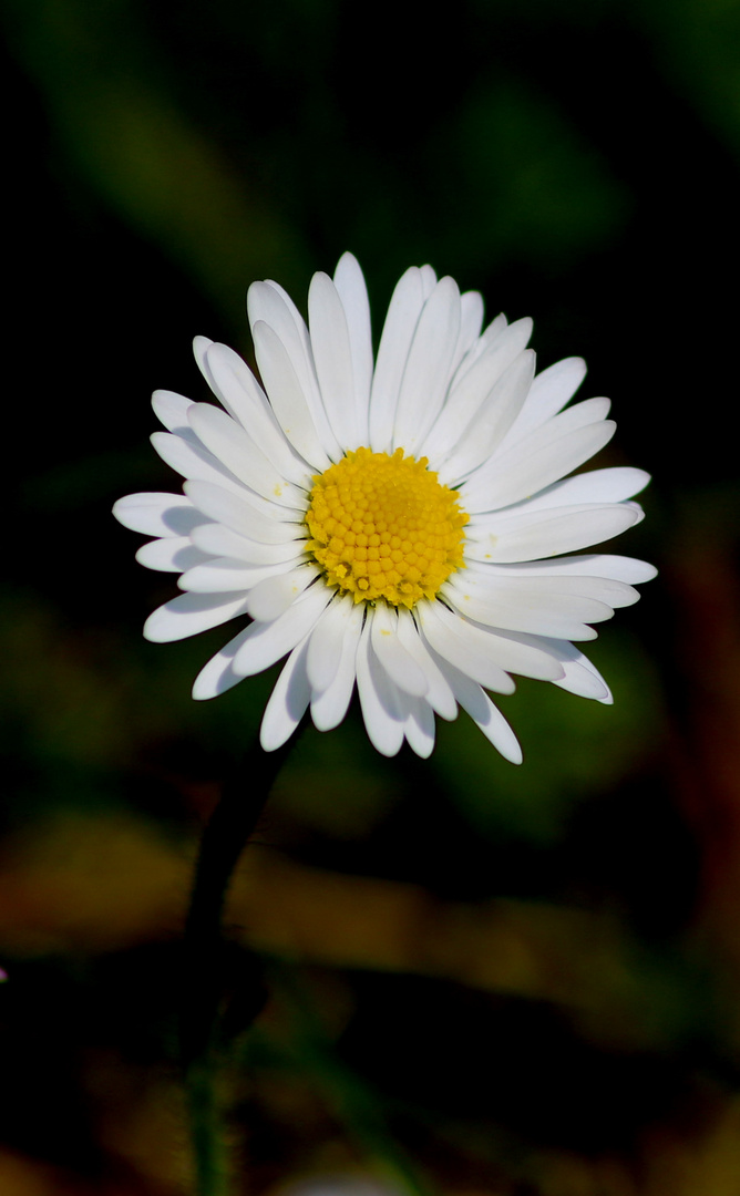 Gänseblümchen 