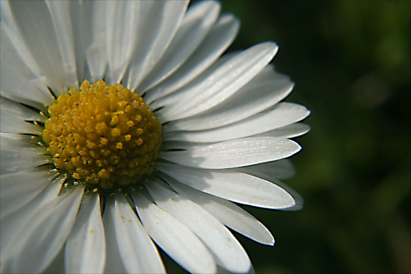 gänseblümchen*