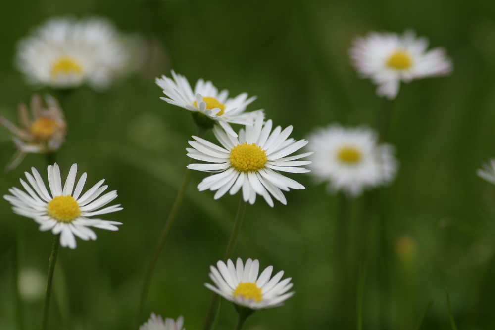 Gänseblümchen