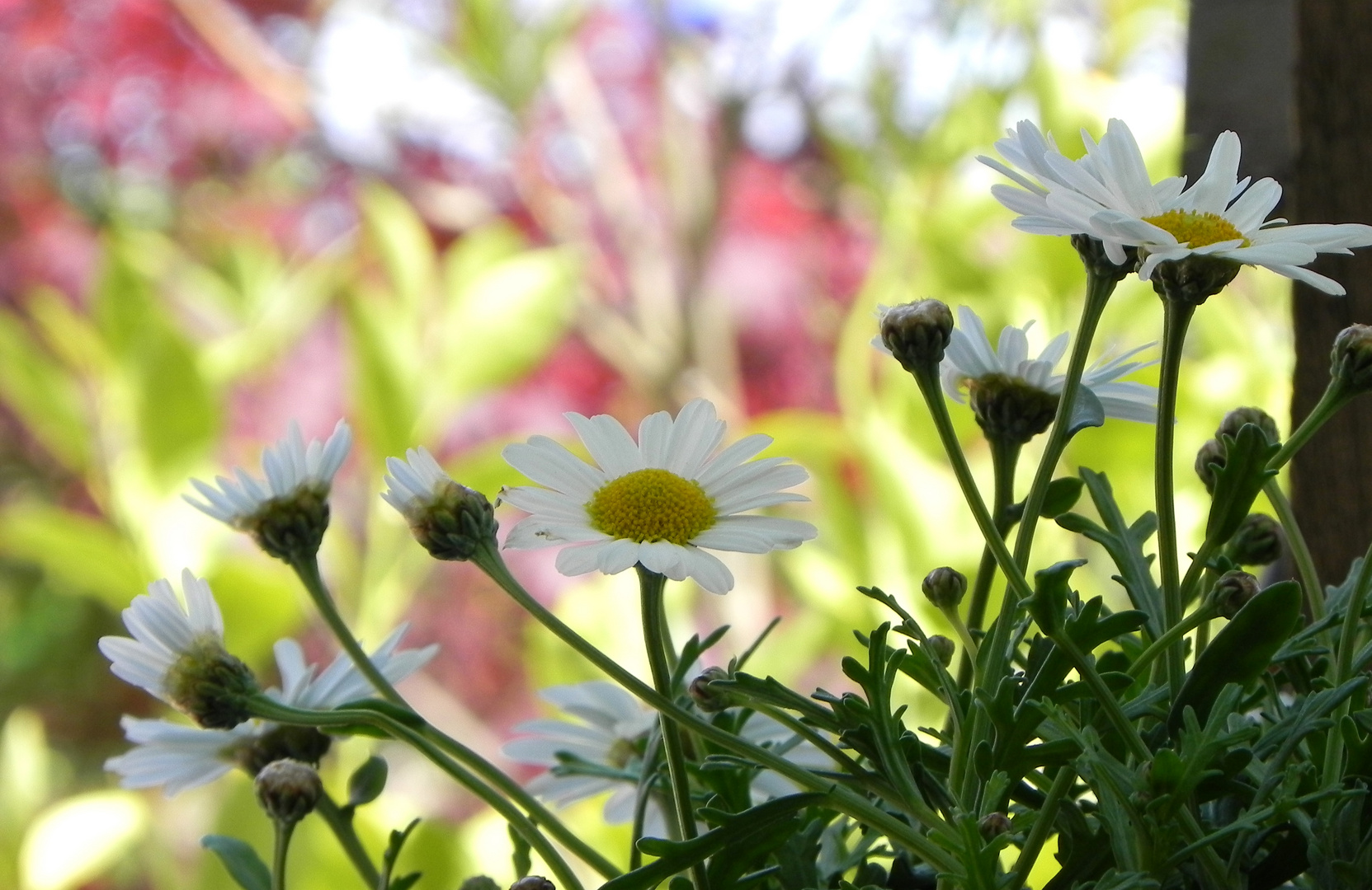 Gänseblümchen :)