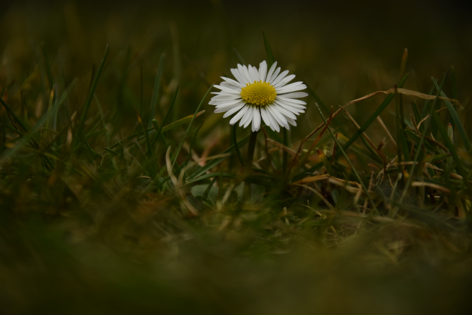 Gänseblümchen