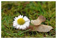 Gänseblümchen